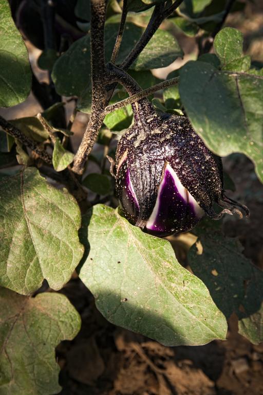 카스틸리오니도르시아 Podere Casella 빌라 외부 사진